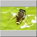 Ectemnius lapidarius - Grabwespe w07b 8-9mm - OS-Piesberg-det.jpg